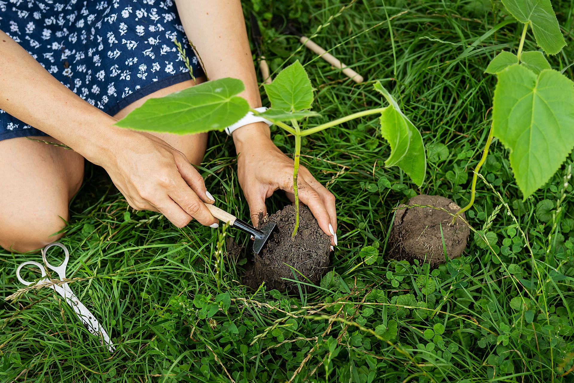 El proceso de plantación de paulownia, el sistema de raíces en manos del jardinero. Joven árbol verde de paulownia, criando árboles en flor por un jardinero.